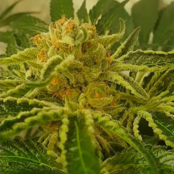 Juicy Drop’Z semilla > Zmoothiez | Semillas feminizadas  |  Índica